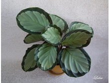 ������� ��������� ������� -