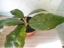 sp. Perak.