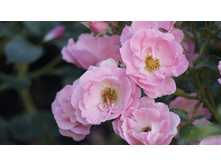 �������������� Sommerwind