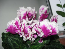 �������� ����� ABANICO