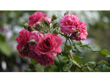 �������� �������