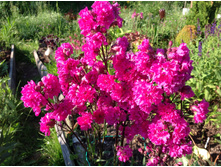 ������ ��������