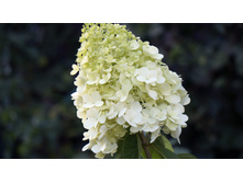 ��������� ����������� �������� �������