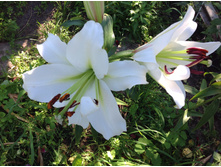 ����� �����