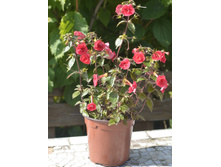 �������� Petite Fadette