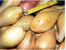 ��� ���������, ������� �� 450��, 62 ��� (�������� 2 �������).jpg