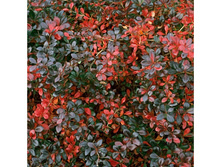 �������� ������� ��� ������ (Berberis media Red Jewel)----������
