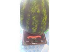 IMG 20180901 134420 1.jpg