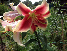 ����� ������� �����