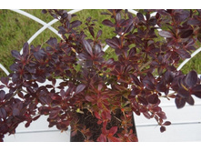 �������� ������� ��� ������ (Berberis media Red Jewel)---- ������