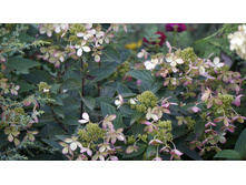 ��������� ����������� ������ ���� Rencolor