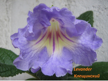 Levander