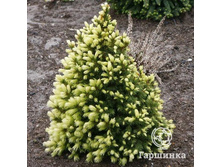 ��� ��������� ����� ���� (Picea glauca Daisy's White)-.jpg