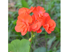 ������-double