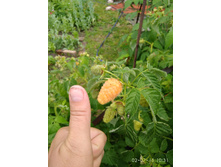 ������ ������������ ��������� ����.IMG 20180702 103140.jpg