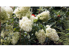 ����� �������