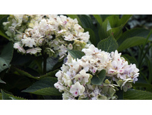 ��������� �������������� � ��� �� �������