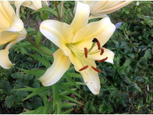 ����� �������