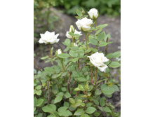 ���� ����