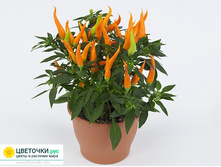 ��������� ����� Capsicum annuum 'Santos Orange'-