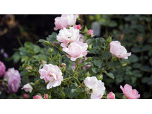 �������������� Sommerwind