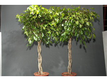 ����� ������� ����� ���������� Danielle Twisted Stem