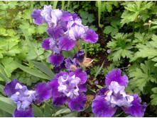 ���� ��������� �������� ������.jpg