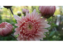 ������� ��������