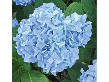 ��������� �������������� (����� ����) ���� ����� (������ �������).jpeg