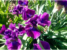 ���� ��������� Rosy Bows (2).jpg