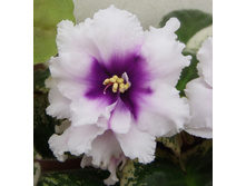 ��-����� �.jpg