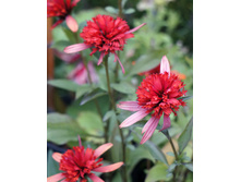 Echinacea �������� Summer Salsa