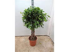 ����� ������� ����� ���������� Danielle Twisted Stem