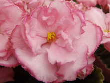 ��-���� ����� �1.jpg