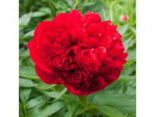 ���� ����� �����.jpg