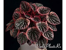 ��������� ���� ������� - 450 ���.