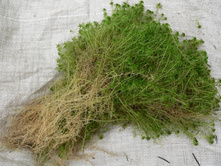 ��� ������� ������, 20�/�, 100�/5� - �����-������