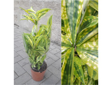 ������� ��������� ���� MIKE (Surculosa Mike)-