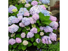 ��������� �������������� (���ԣ� �ӣ ����) �� ���� ����� (��. ��������-�������, ��. �� ���-� �������� � �������� ����).jpeg