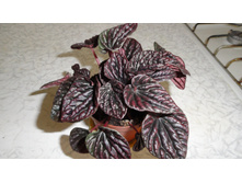 ��������� ��� ����