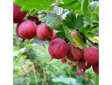 ��������� ����������������