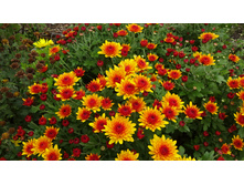 ��������� ��� ���