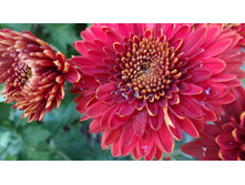 ��������� �����