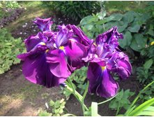 ���� �������� ����� �� �������.jpg