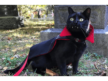 ��� ����