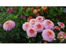 ������� ������