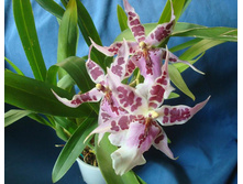 ������� �������� ���� 'Morning Joy'- 400- 450 ���.