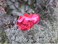 IMG 20181006 130926.jpg