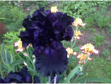 ���� ��������� ����� �����.jpg