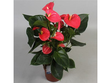�������� ����� ���� ( Anthurium Arisa Pink)-  550 - 600 ���.